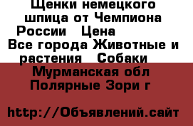 Щенки немецкого шпица от Чемпиона России › Цена ­ 50 000 - Все города Животные и растения » Собаки   . Мурманская обл.,Полярные Зори г.
